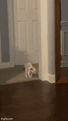 Daily Gifdump Daily Gifdump