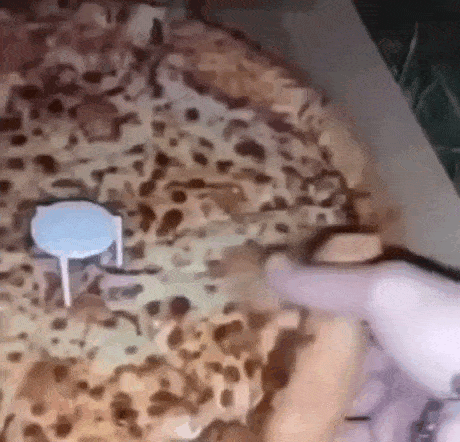 Daily Gifdump Daily Gifdump