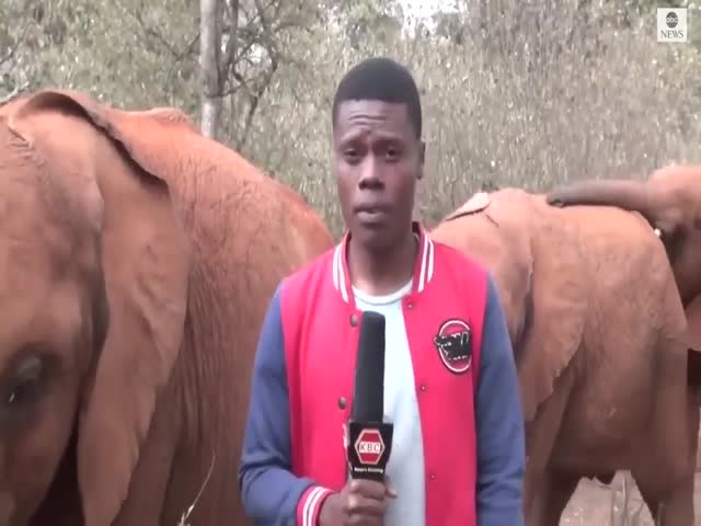 Elephant Tickles Reporter Until He Laughs On Camera