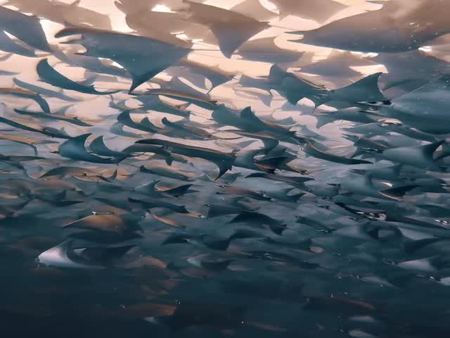 Incredible Underwater View