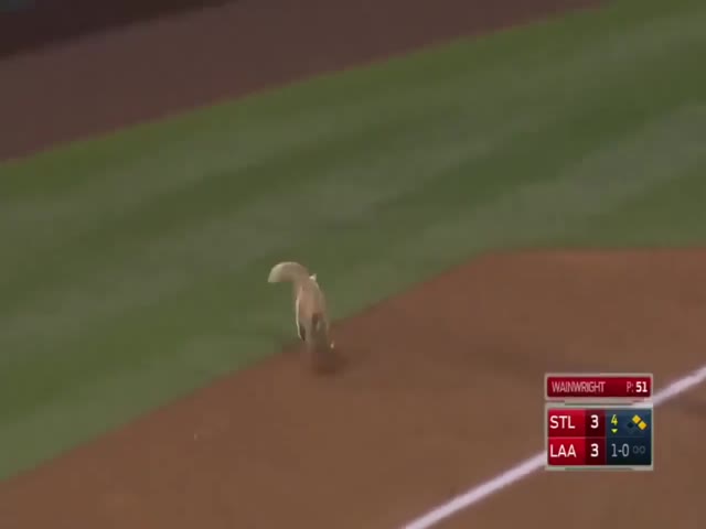 MLB Cameraman Cant See The Cat At All