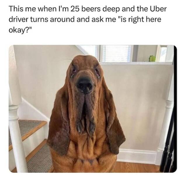 Beasts: Meme Legends In The Making