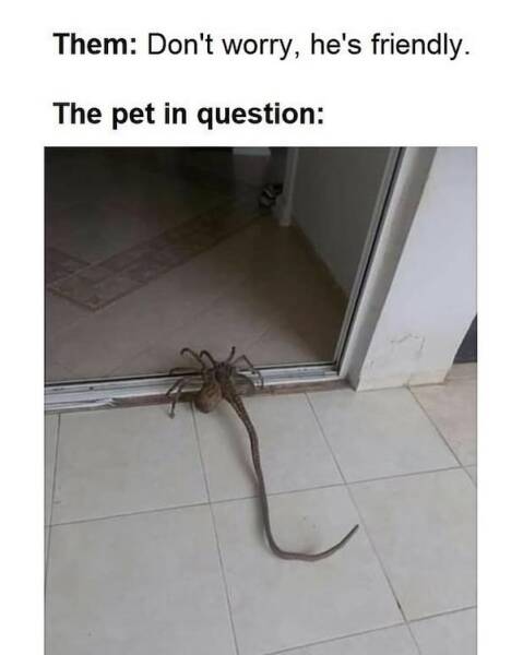 Beasts: Meme Legends In The Making