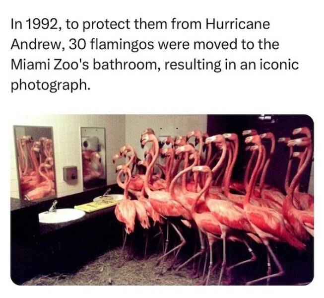 Beasts: Meme Legends In The Making