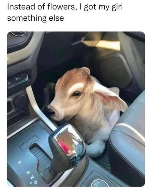 Beasts: Meme Legends In The Making