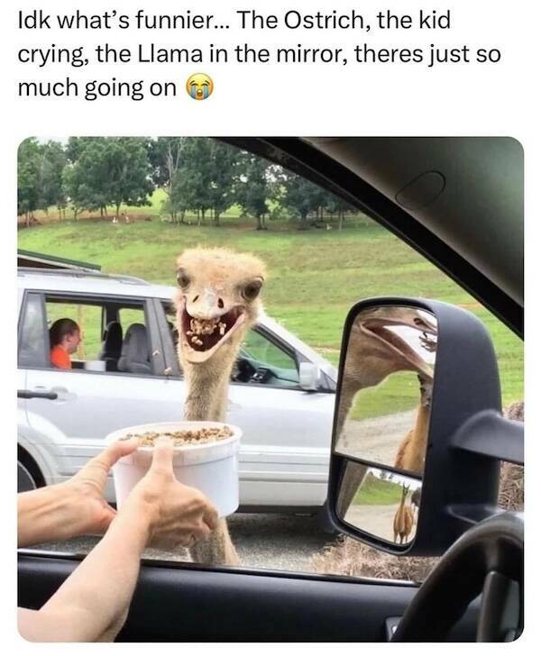 Beasts: Meme Legends In The Making