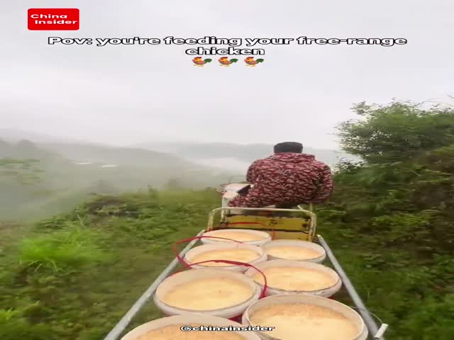 Feeding Free-Range Chickens In The Mountain
