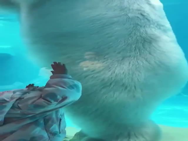 Size Of A Polar Bear