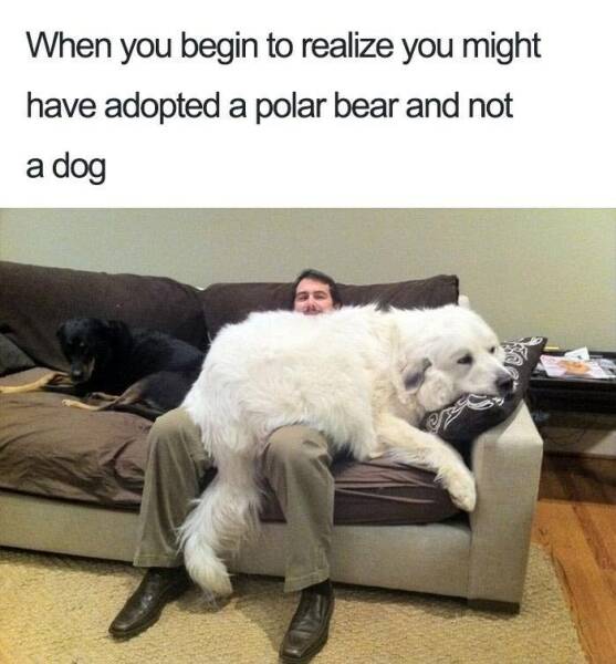 Funny Picdump