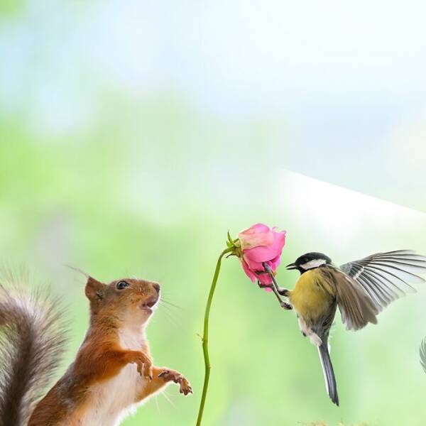 This Artist Built Tiny Sets For Squirrels — And They Totally Played Along