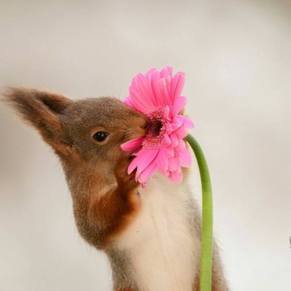 This Artist Built Tiny Sets For Squirrels — And They Totally Played Along