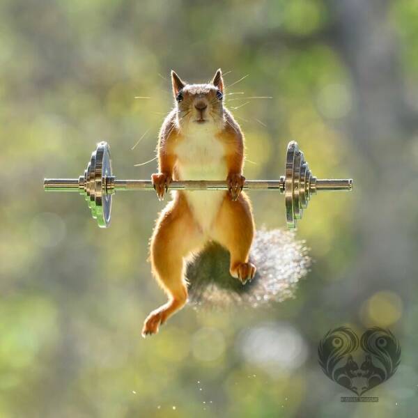 This Artist Built Tiny Sets For Squirrels — And They Totally Played Along