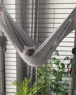 Daily Gifdump Daily Gifdump