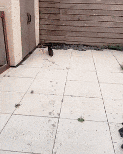 Daily Gifdump Daily Gifdump