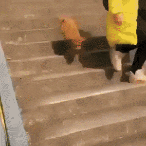 Daily Gifdump Daily Gifdump