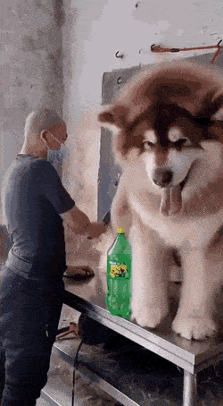 Daily Gifdump Daily Gifdump