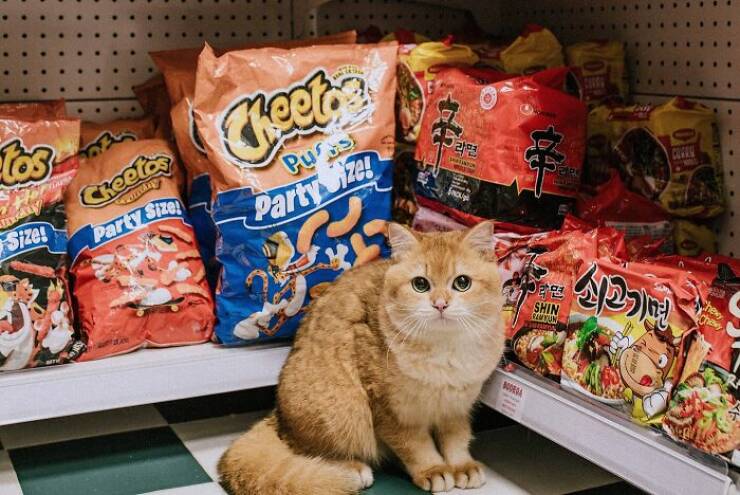 NYC’s Coolest Shopkeepers Are Actually Cats