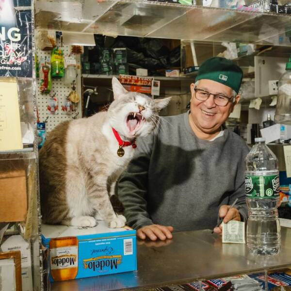 NYC’s Coolest Shopkeepers Are Actually Cats