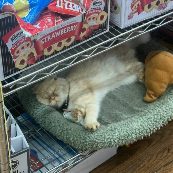 NYC’s Coolest Shopkeepers Are Actually Cats