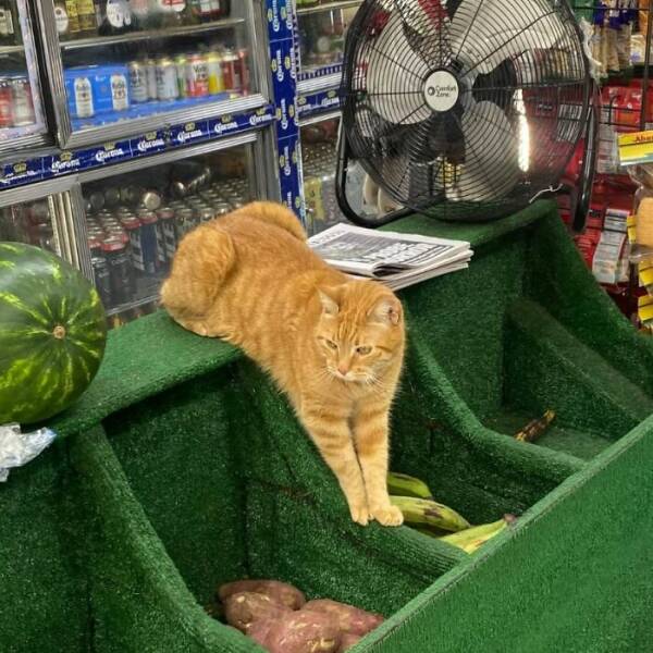 NYC’s Coolest Shopkeepers Are Actually Cats