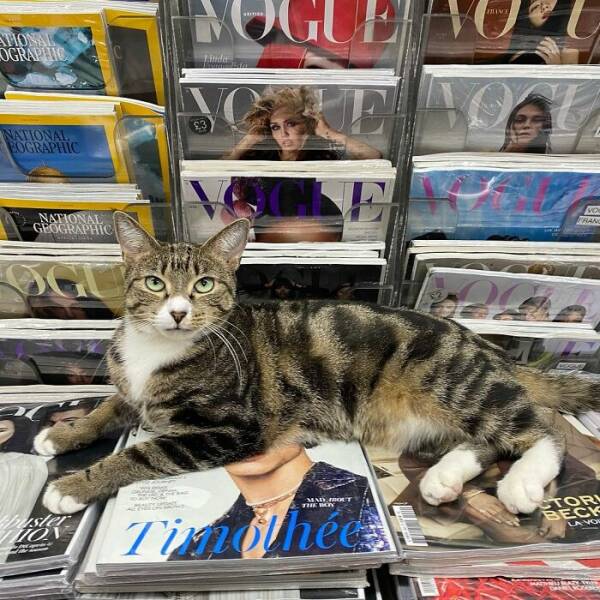 NYC’s Coolest Shopkeepers Are Actually Cats