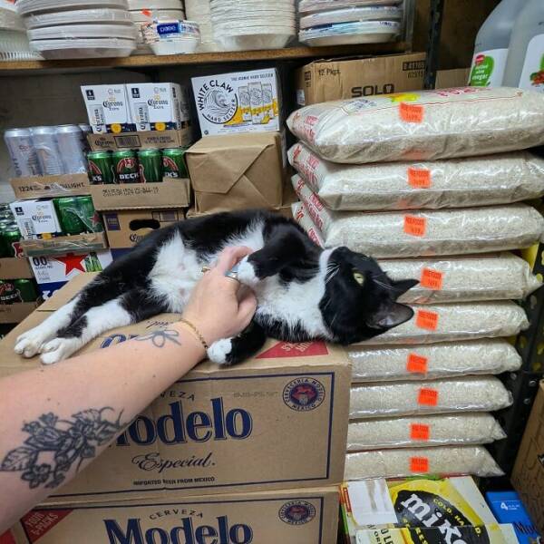 NYC’s Coolest Shopkeepers Are Actually Cats