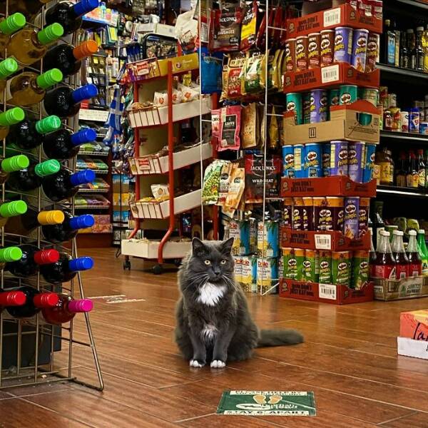 NYC’s Coolest Shopkeepers Are Actually Cats