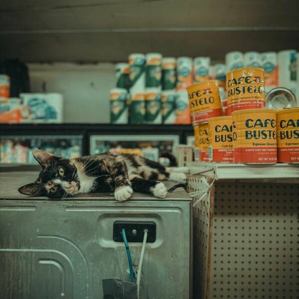 NYC’s Coolest Shopkeepers Are Actually Cats