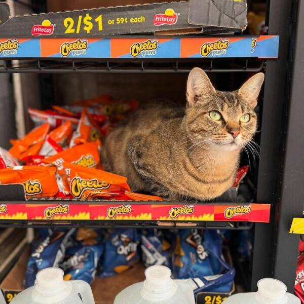 NYC’s Coolest Shopkeepers Are Actually Cats