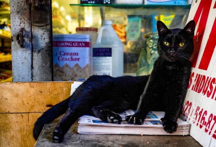 NYC’s Coolest Shopkeepers Are Actually Cats