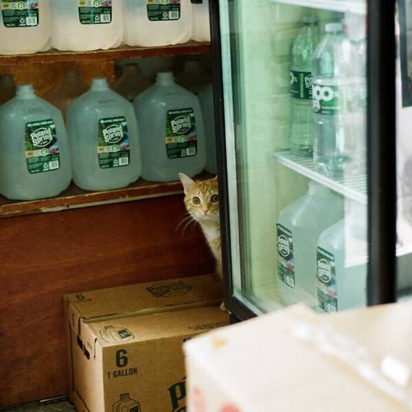 NYC’s Coolest Shopkeepers Are Actually Cats