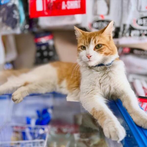 NYC’s Coolest Shopkeepers Are Actually Cats