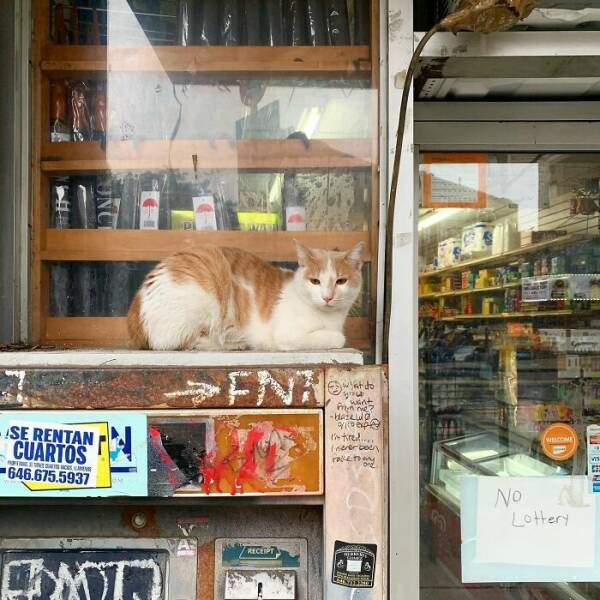 NYC’s Coolest Shopkeepers Are Actually Cats