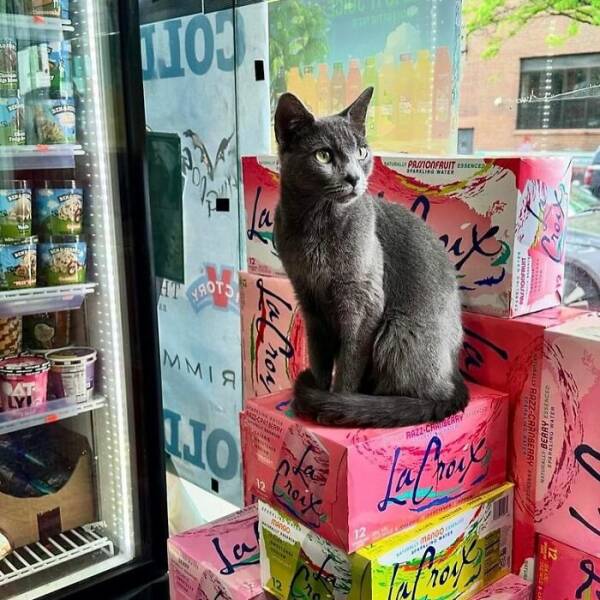 NYC’s Coolest Shopkeepers Are Actually Cats