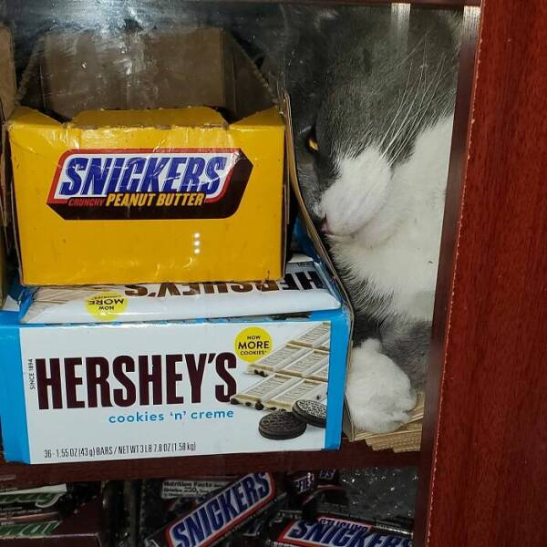 NYC’s Coolest Shopkeepers Are Actually Cats