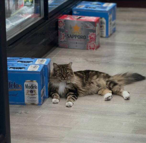 NYC’s Coolest Shopkeepers Are Actually Cats