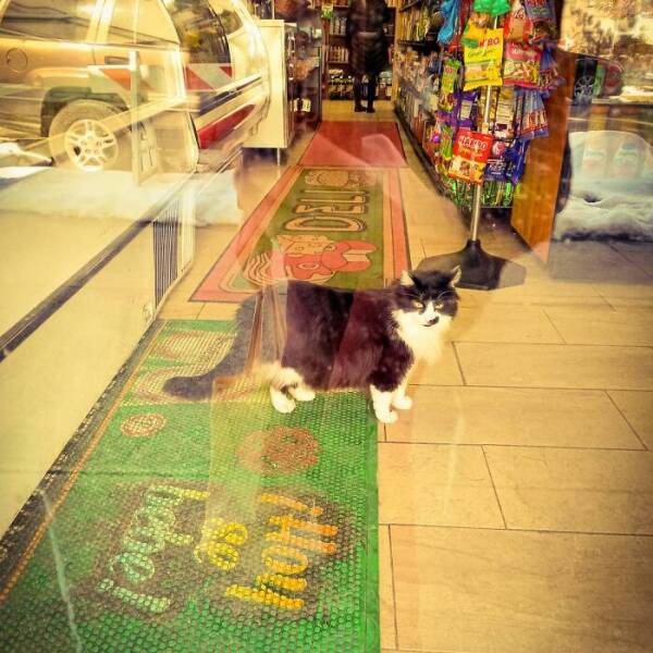 NYC’s Coolest Shopkeepers Are Actually Cats