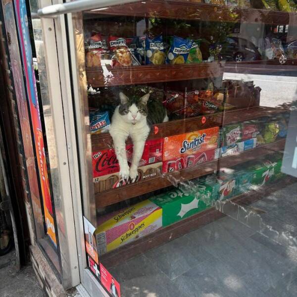 NYC’s Coolest Shopkeepers Are Actually Cats