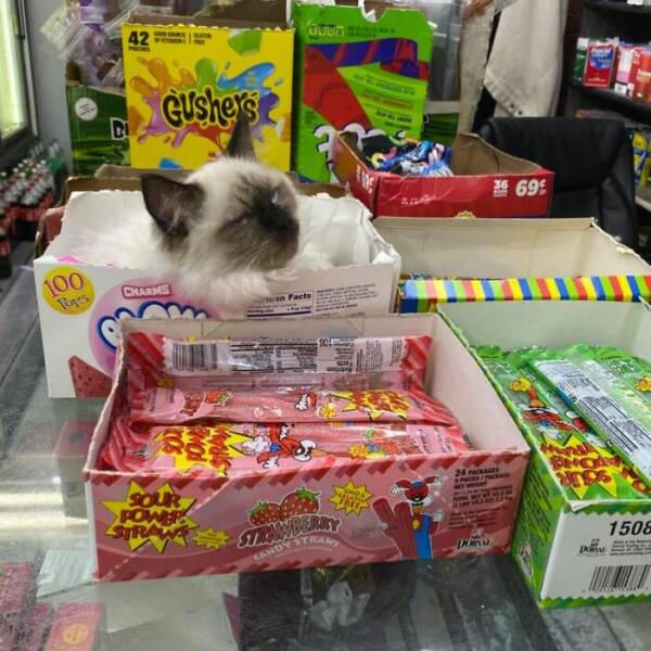 NYC’s Coolest Shopkeepers Are Actually Cats