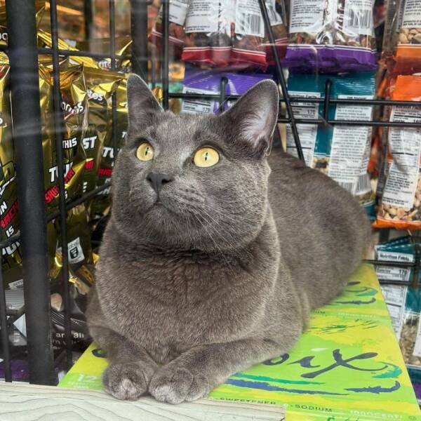 NYC’s Coolest Shopkeepers Are Actually Cats