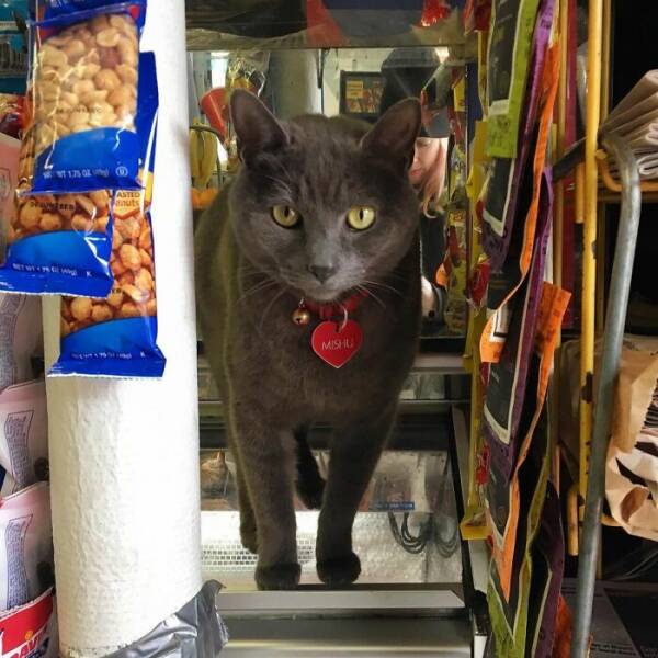 NYC’s Coolest Shopkeepers Are Actually Cats