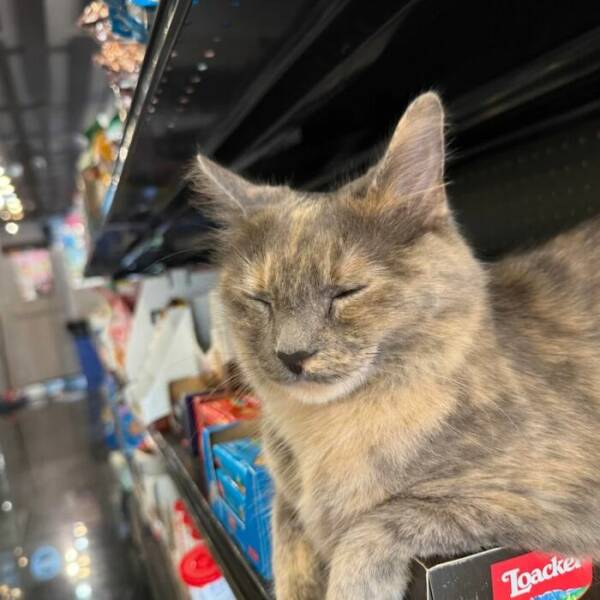 NYC’s Coolest Shopkeepers Are Actually Cats