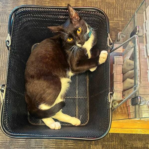 NYC’s Coolest Shopkeepers Are Actually Cats