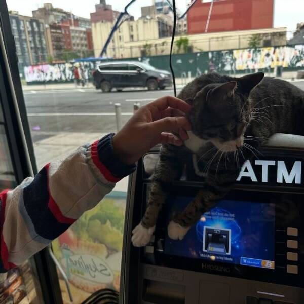NYC’s Coolest Shopkeepers Are Actually Cats