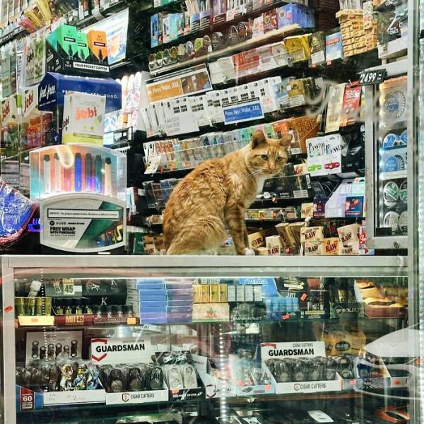 NYC’s Coolest Shopkeepers Are Actually Cats