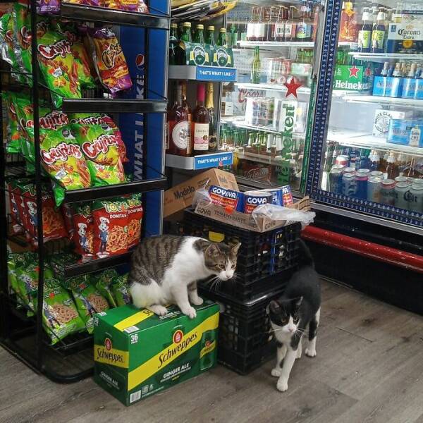 NYC’s Coolest Shopkeepers Are Actually Cats