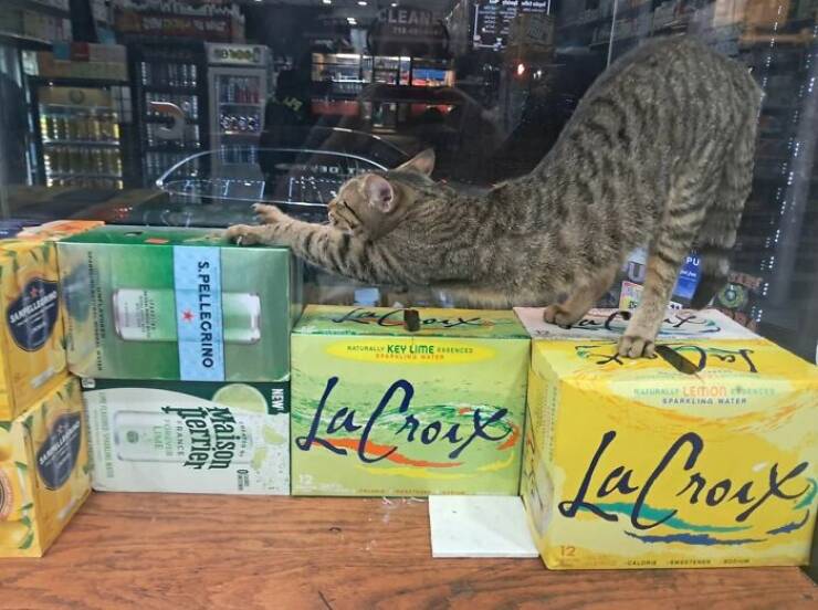 NYC’s Coolest Shopkeepers Are Actually Cats