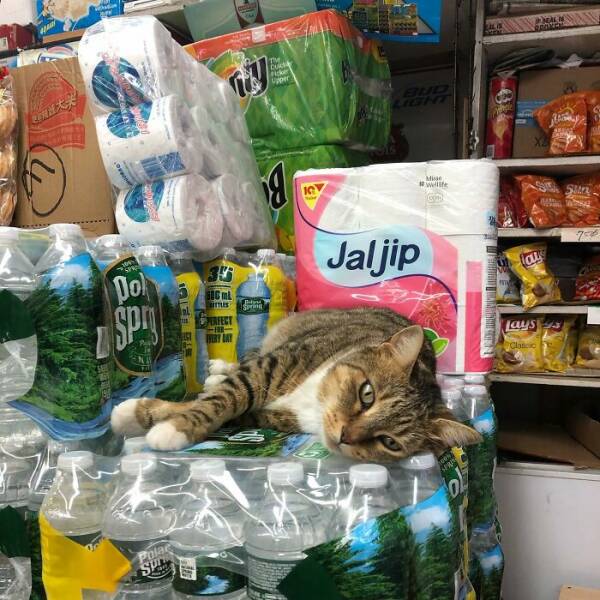 NYC’s Coolest Shopkeepers Are Actually Cats