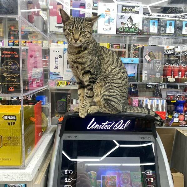 NYC’s Coolest Shopkeepers Are Actually Cats