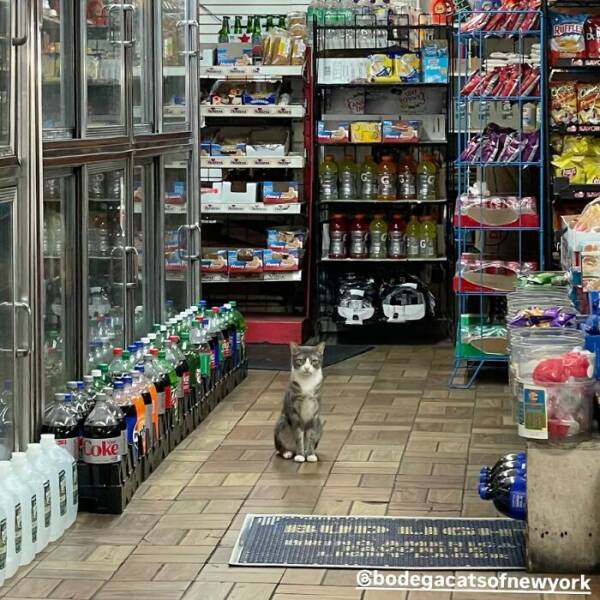NYC’s Coolest Shopkeepers Are Actually Cats